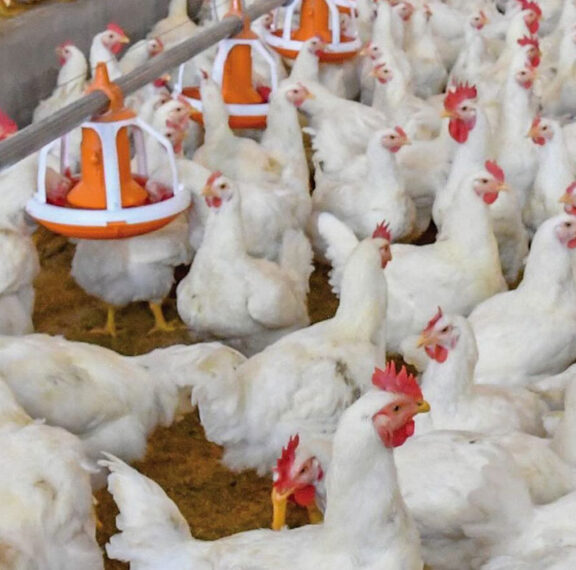 Günümüzde gıda güvenliği, sadece bir tercih değil, toplum sağlığı için hayati bir zorunluluktur. Acve Tarım olarak, 2005 yılından bu yana Adana merkezli yürüttüğümüz faaliyetlerimizde, bu sorumluluğun bilinciyle hareket ediyoruz. Modern hayvancılığın en büyük meydan okuması olan “izlenebilirlik” sorununu, üretimin her aşamasını kendi bünyemizde topladığımız Dikey Entegrasyon modelimizle çözüyoruz.