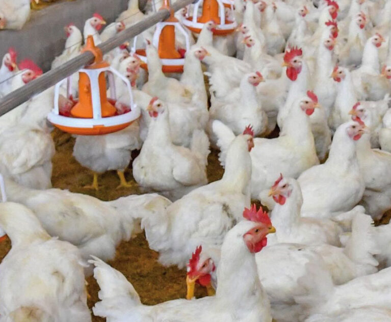 Günümüzde gıda güvenliği, sadece bir tercih değil, toplum sağlığı için hayati bir zorunluluktur. Acve Tarım olarak, 2005 yılından bu yana Adana merkezli yürüttüğümüz faaliyetlerimizde, bu sorumluluğun bilinciyle hareket ediyoruz. Modern hayvancılığın en büyük meydan okuması olan “izlenebilirlik” sorununu, üretimin her aşamasını kendi bünyemizde topladığımız Dikey Entegrasyon modelimizle çözüyoruz.