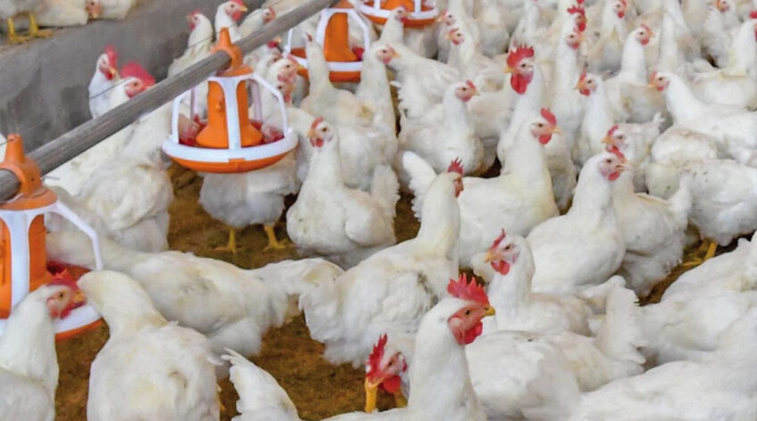 Günümüzde gıda güvenliği, sadece bir tercih değil, toplum sağlığı için hayati bir zorunluluktur. Acve Tarım olarak, 2005 yılından bu yana Adana merkezli yürüttüğümüz faaliyetlerimizde, bu sorumluluğun bilinciyle hareket ediyoruz. Modern hayvancılığın en büyük meydan okuması olan “izlenebilirlik” sorununu, üretimin her aşamasını kendi bünyemizde topladığımız Dikey Entegrasyon modelimizle çözüyoruz.