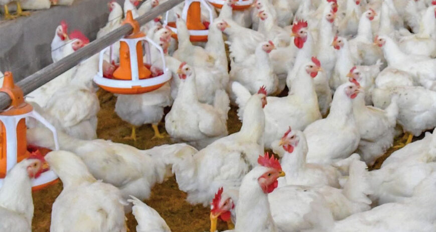 Günümüzde gıda güvenliği, sadece bir tercih değil, toplum sağlığı için hayati bir zorunluluktur. Acve Tarım olarak, 2005 yılından bu yana Adana merkezli yürüttüğümüz faaliyetlerimizde, bu sorumluluğun bilinciyle hareket ediyoruz. Modern hayvancılığın en büyük meydan okuması olan “izlenebilirlik” sorununu, üretimin her aşamasını kendi bünyemizde topladığımız Dikey Entegrasyon modelimizle çözüyoruz.