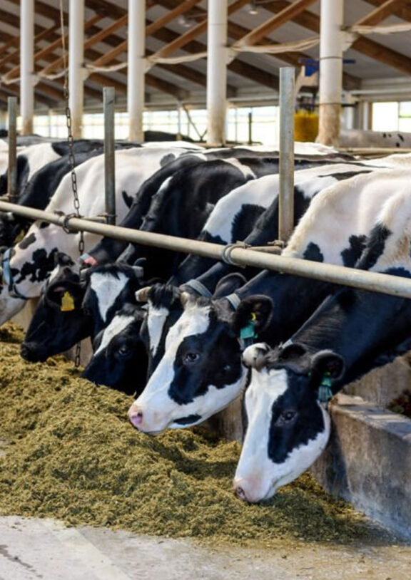 We grow fresh, organic produce using clean methods that protect nature, healthy food.