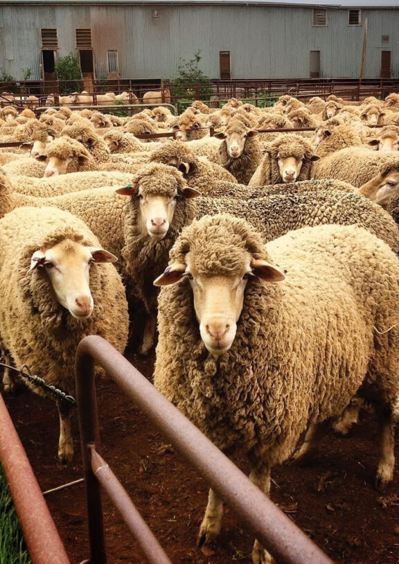 We grow fresh, organic produce using clean methods that protect nature, healthy food.